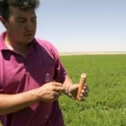 Un agricultor muestra una zanahoria roída por los topillos