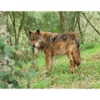 En Castilla y León el lobo es considerado especie cinegética a excepción del sur del Duero donde está protegido.