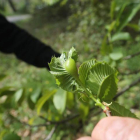 Avispilla en un castaño berciano el año pasado.