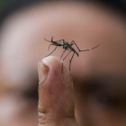 Estudios indican que lo mejor contra los mosquitos son los insecticidas. AHMAD YUSNI
