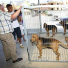 Un centenar de perros participaron este año en la feria.