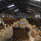 La brucelosis ha afectado a doce de las 1.960 explotaciones de ganado de la provincia.
