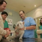 Jaime López examina a un perro en su consulta en la calle López de Fenar
