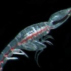 Una criatura parecida a una gamba, conocidas copépodos y ostrácodos. RUSS HOPCROFT-UAF-NOAA