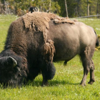 Un bisonte americano en el parque nacional de Yellowstone, en Estados Unidos.