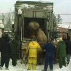 El transporte de ganado sufrirá modificaciones inmediatas