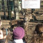 Los alumnos del colegio de La Asunción, en la visita al Coto Escolar.