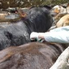 Un veterinario examina a unas reses durante el pasado brote de brucelosis