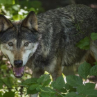 El lobo se empezó a proteger en Italia en la década de los setenta del siglo pasado.