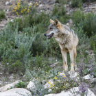 El lobo puede poner en peligro las reses de la ganadería extensiva. MARIAM A. MONTESINOS