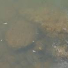 Los peces del río Torío aparecen flotando en el agua