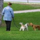 Los perros peligrosos tendrán que pasear atados con correa, bozal y placa identificativa