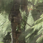 Helecho arbóreo de 7 metros, Dicksonia del carbonífero, visto ayer con teleobjetivo desde fuera de las instalaciones de Ciuden. L. DE LA MATA