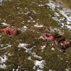 Restos del potro devorado por el lobo en Riolago.