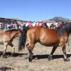 Un niño guía dos ejemplares en la Feria Nacional de Ganado Equipo Hispano-Bretón en San Emiliano de Babia.