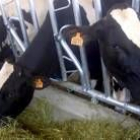 Las vacas nodrizas percibirán de la Junta un total de 2,6 millones de euros en concepto de ayuda
