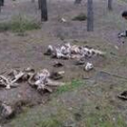 Imagen de los restos animales hallados en el pinar