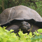 La nueva tortuga gigante identficada en las Galápagos.