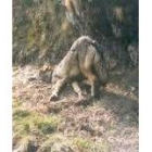 Una loba ibérica resultó muerta al quedar atrapada en un lazo