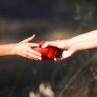 Las propiedades antioxidantes del tomate alargan la vida útil de la carne de cerdo. jesús f. salvadores