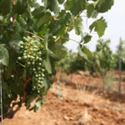 La agricultura recibirá sólo un 5% del plan