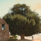 El pasado mes de mayo el Haya Fagus celebró su 500 cumpleaños