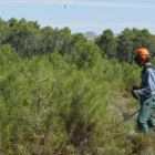 Cabecera de un monte de pinos en la zona norte de León.