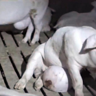 Cerdos con malformaciones, en una granja murciana visitada por Salvados de manera furtiva.