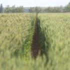 El cultivo de triticale que ha desarrollado Ugal junto al Ciemat en una finca del Esla.