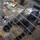 Un mono come de los alimentos que reparte la oenegé Cuatro Patas