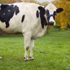 La vaca más alta del mundo ha muerto tras entrar en el libro Guiness de los récords.
