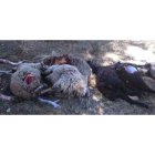 El ganadero encontró los ejemplares muertos el miércoles por la mañana. DL