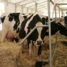 Ejemplares de vacas frisona en una exhibición en la localidad de Toral de los Guzmanes