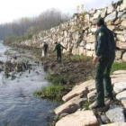 Las truchas han aparecido muertas en las orillas del Cúa, entre Cacabelos y Fabero.