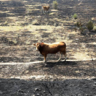 Estado en el que quedó el terreno tras el incendio en La Cabrera.