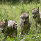 «… no volvimos a ver lobos ni tener la sensación de ser seguidos o acompañados por ellos…».