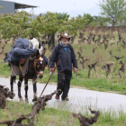 Un singular peregrino a su paso por la comarca berciana
