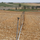 Cultivos afectados por la sequía en Tierra de Campos. MARCIANO