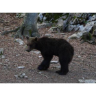 En junio del 2016 8Goiat, poco después de ser liberado en el valle de Ísil, en el parque natural del Alt Pirineu.