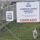 La perrera municipal de Ponferrada se encuentra en la actualidad al límite de su capacidad