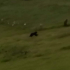 Vídeo grabado en San Emiliano donde se ve uno de los osos. DL