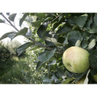 Frutales de manzana reineta con Denominación de Origen Bierzo, en una imagen de archivo.