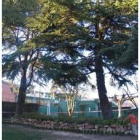 El parque Gil y Carrasco cuenta con un arbolado emblemático y valioso