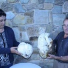 Los dos vecinos del pueblo de Horta (Corullón) muestran los dos hongos de 3,5 y 1,5 kilos.