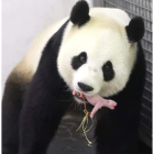 Imagen de la hembra de oso panda con la cría en la boca. BENOIT BOUCHET