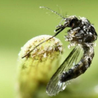 REUTERS / JUAN CARLOS ULATE  Un ejemplar de 'Aedes aegypti', el mosquito transmisosr del virus zika.