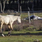 Al fondo, uno de los caballos fallecidos yace en el suelo.
