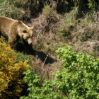 Un oso en la Cordillera Cantábrica.
