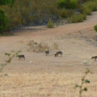 Subida al puerto de Pandetrave en busca de las huellas del lobo ibérico.
