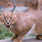 Un ejemplar de lince africano.
